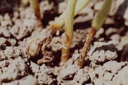 豇豆红根烂根死苗用什么农药,红小豆苗早期病害图片