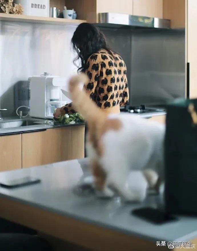 全网最委屈的猫主子,全网最委屈的小奶猫