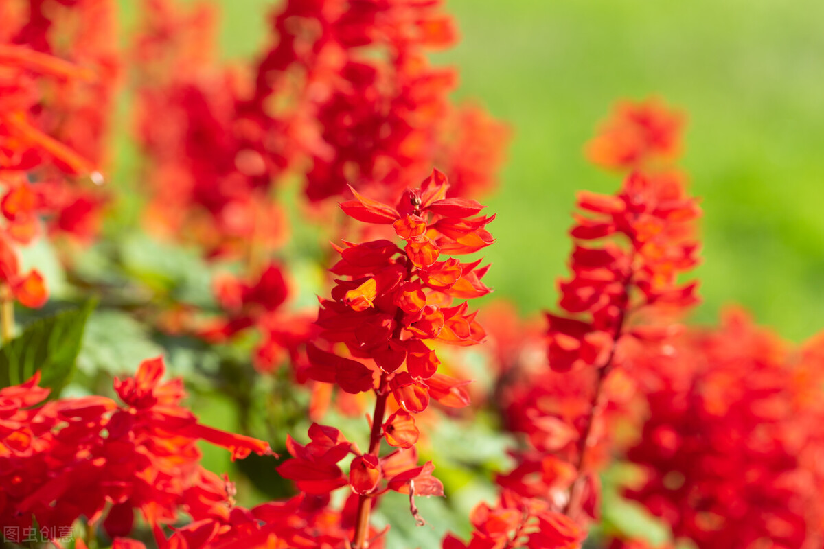 园林人需要知道的85个花卉知识,园林花卉的种类及图片