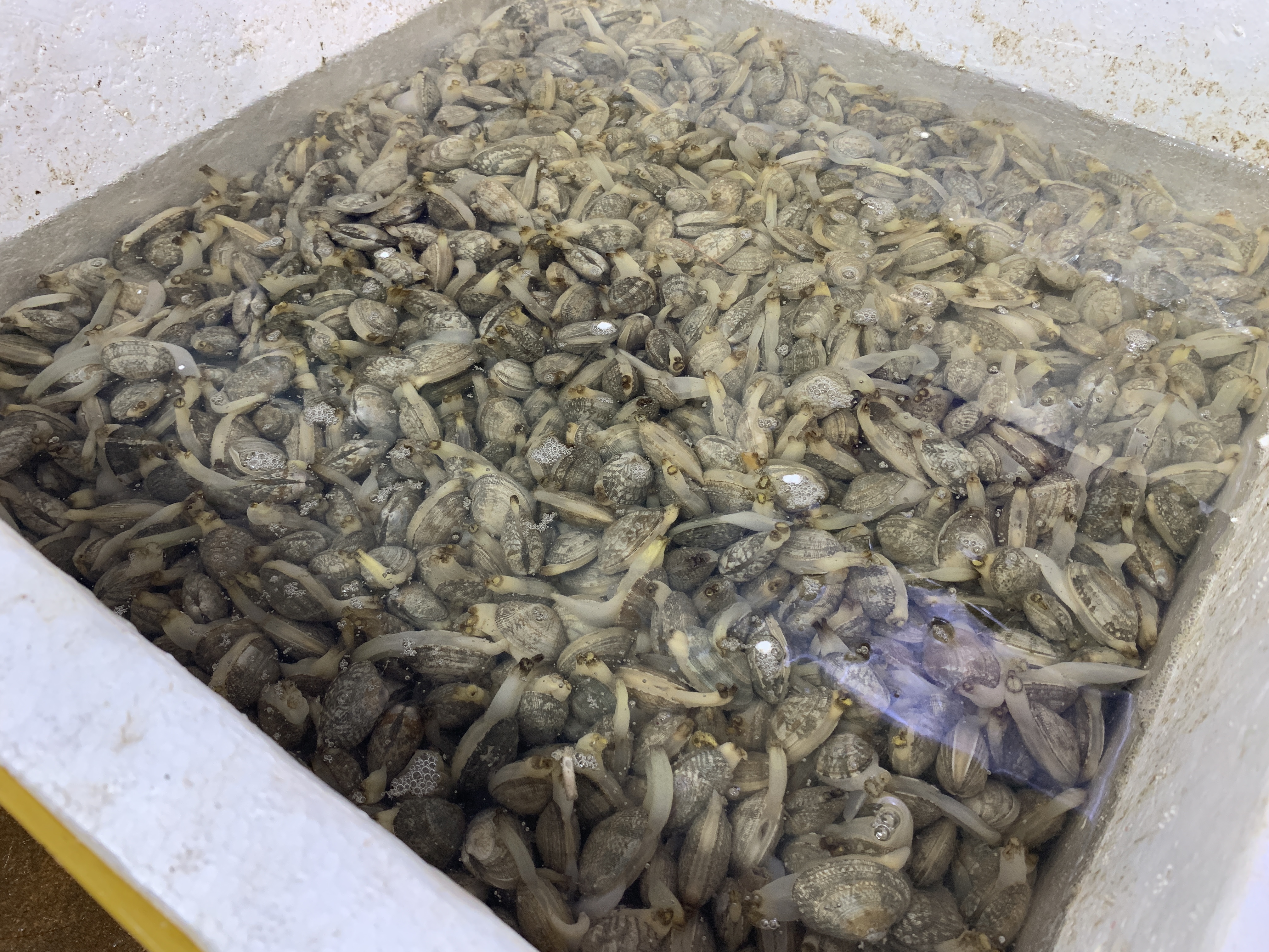 洗花蛤用什么方法,洗花蛤妙招用酒洗