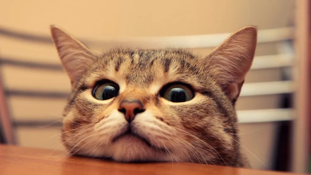 支原体感染家里有猫,猫的支原体感染会传染人吗