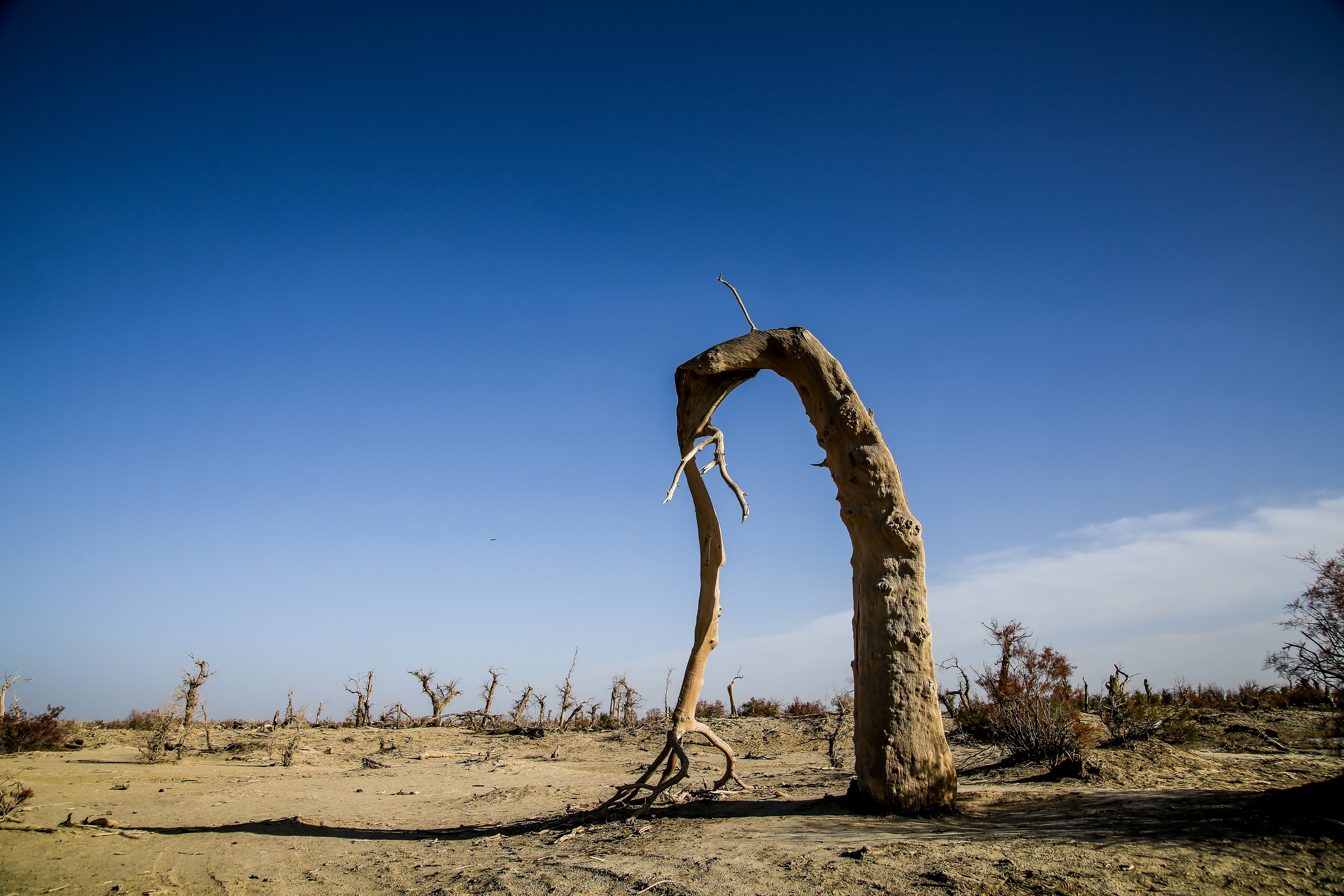 新疆南疆的胡杨,新疆沙雅胡杨林