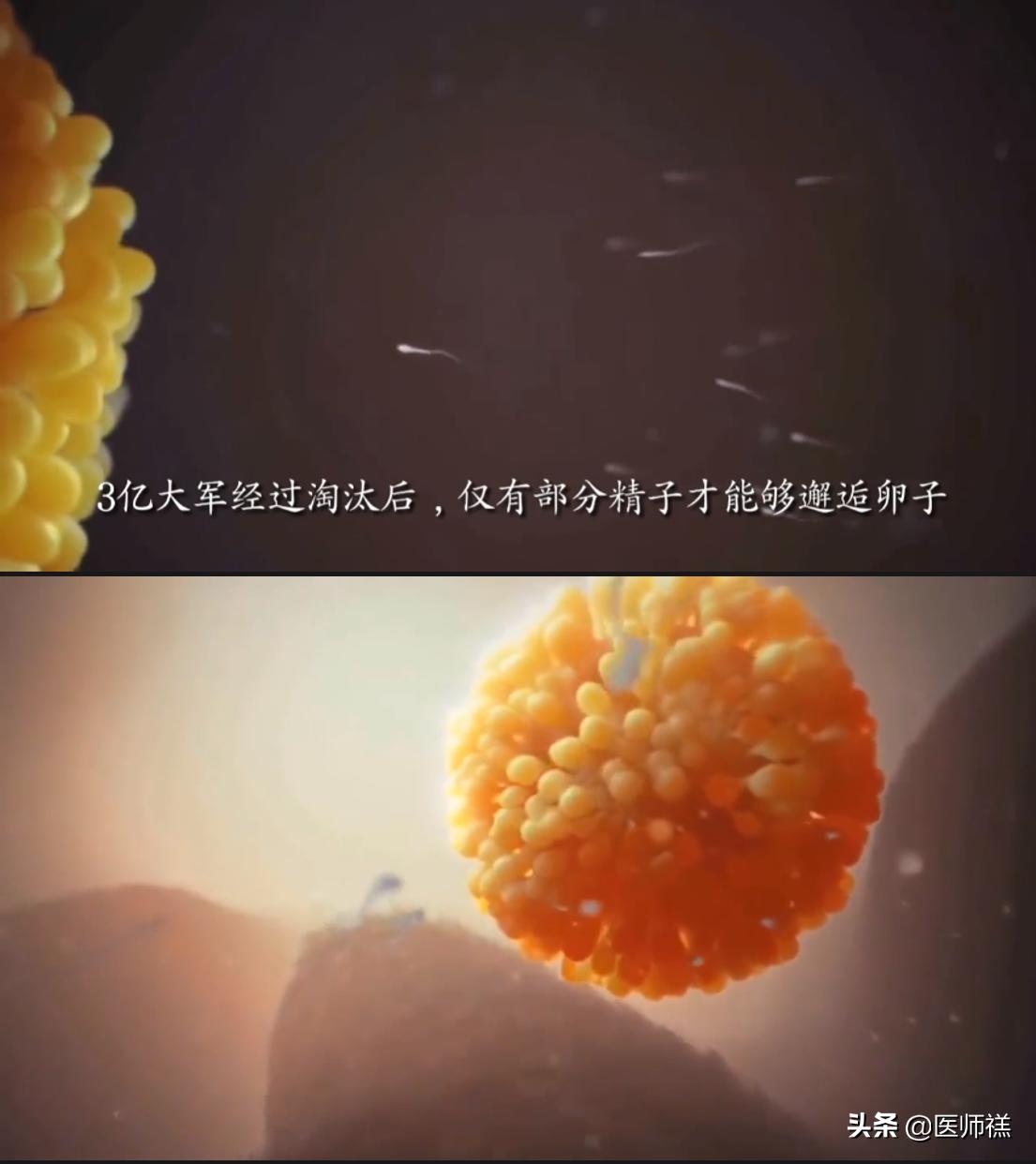 备孕期间要清醒！同房后倒立增加受孕率？尝试这些办法或许更高效