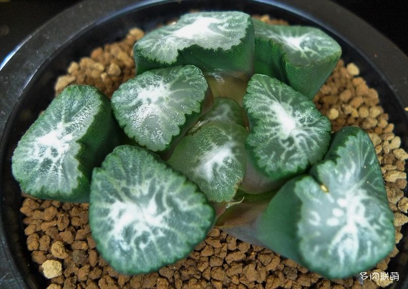 多肉玉露寿的品种图鉴,日本十大耐阴多肉