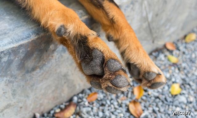 狗狗腕关节的肉球是什么,狗狗的肉球