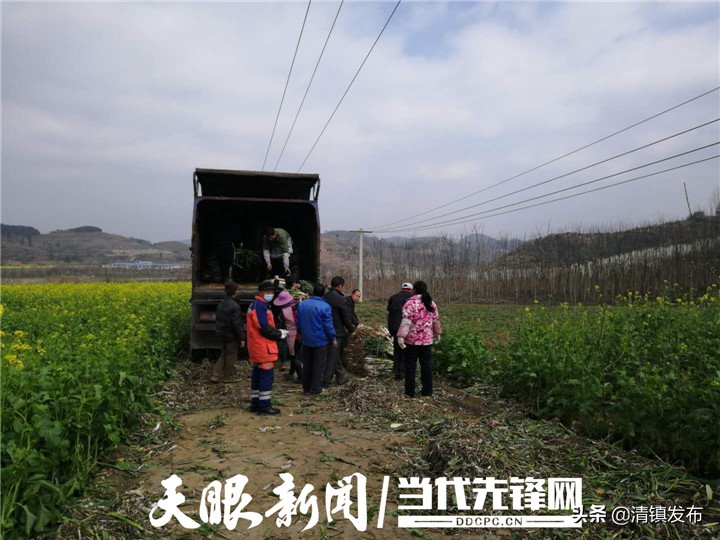 大葱84消毒液,消毒液800瓶免费送