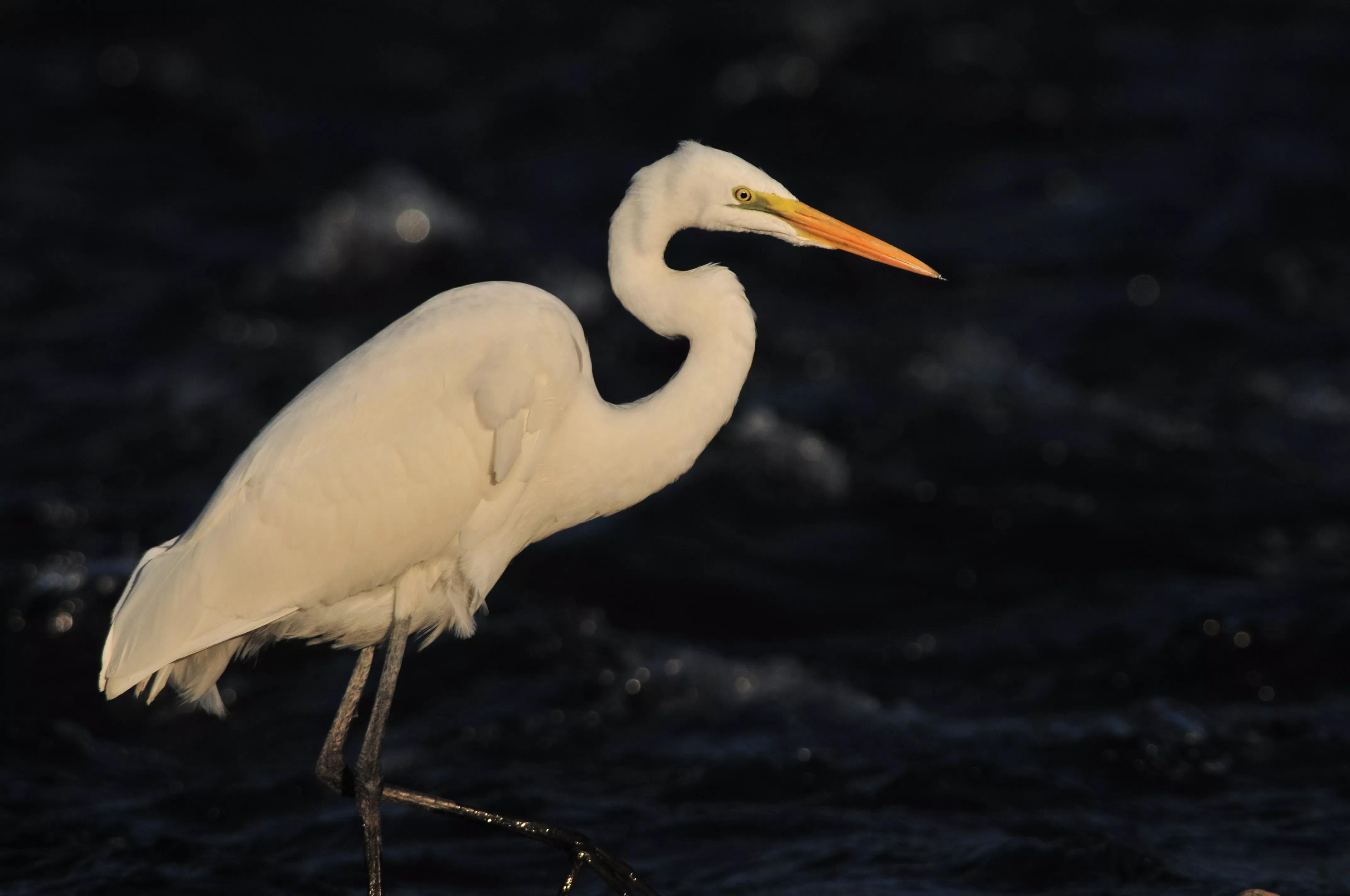 镜头装增距镜光圈会变化吗,镜头加增距镜后虚化效果会变好吗