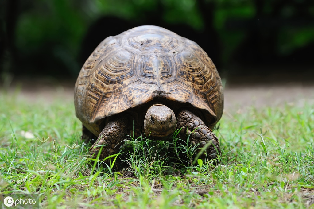 宠物最长能活多久啊多少岁,宠物的寿命有几年啊多少岁