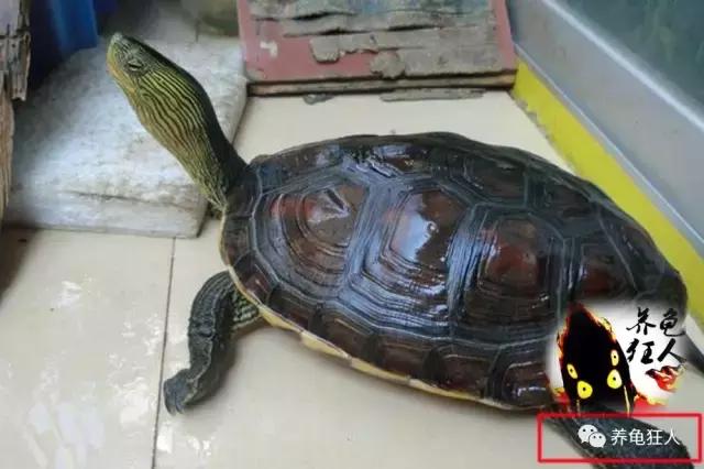 中华花龟和台湾花龟有什么区别,斑纹草龟和普通草龟的区别