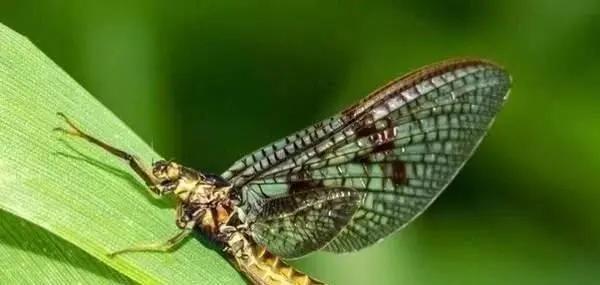 寿命最短的动物蜉蝣,动物寿命最短的是哪种