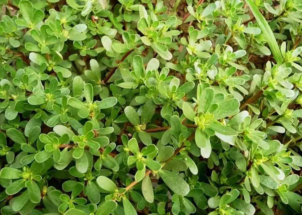 怎么蒸马齿苋好吃窍门,蒸的马齿苋好吃吗