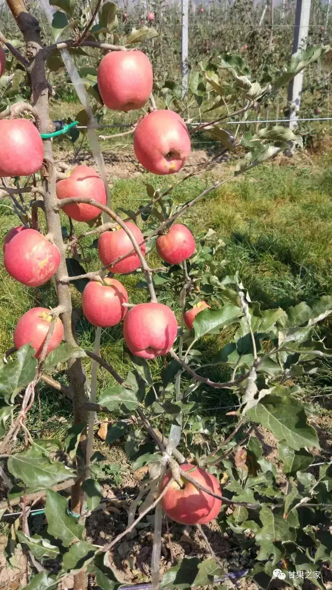 最新的苹果新品种有哪些,几种常见苹果的品种