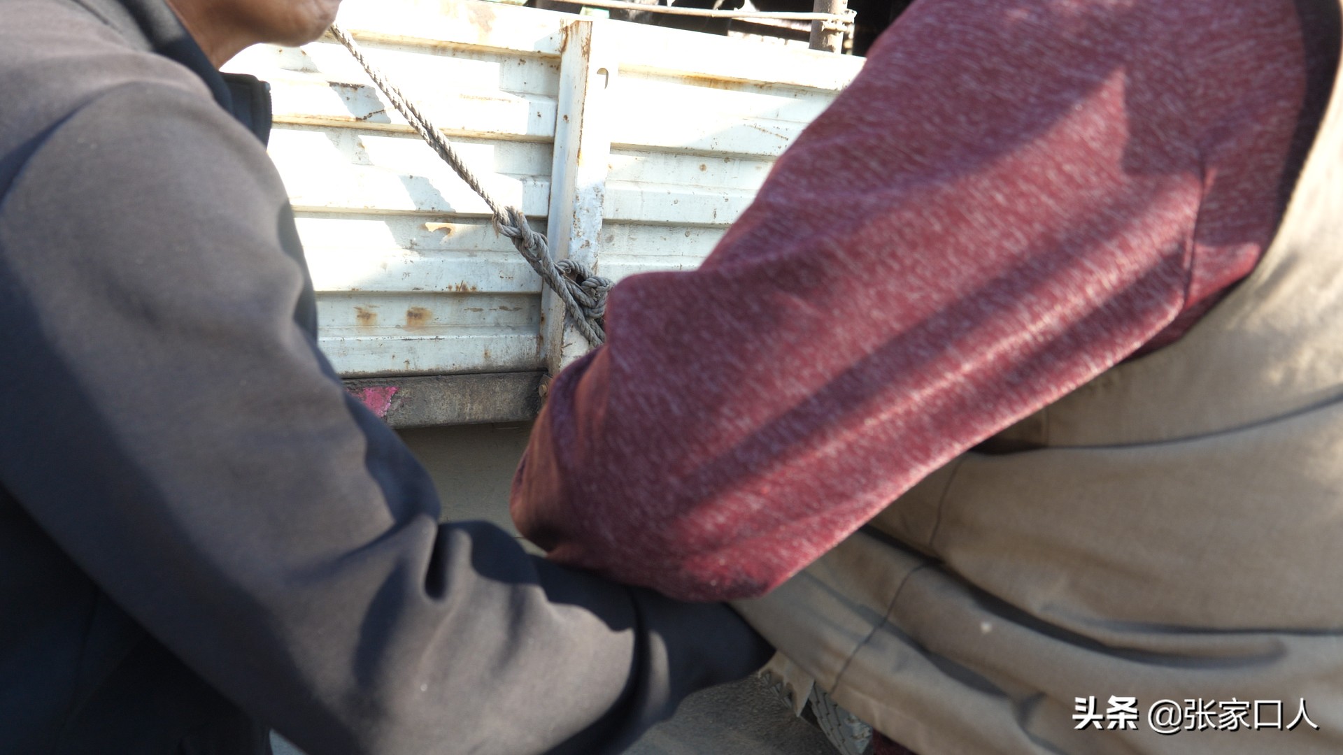 牙纪是古老的行业，在张北牲畜交易中心年轻人都在干，什么原因？