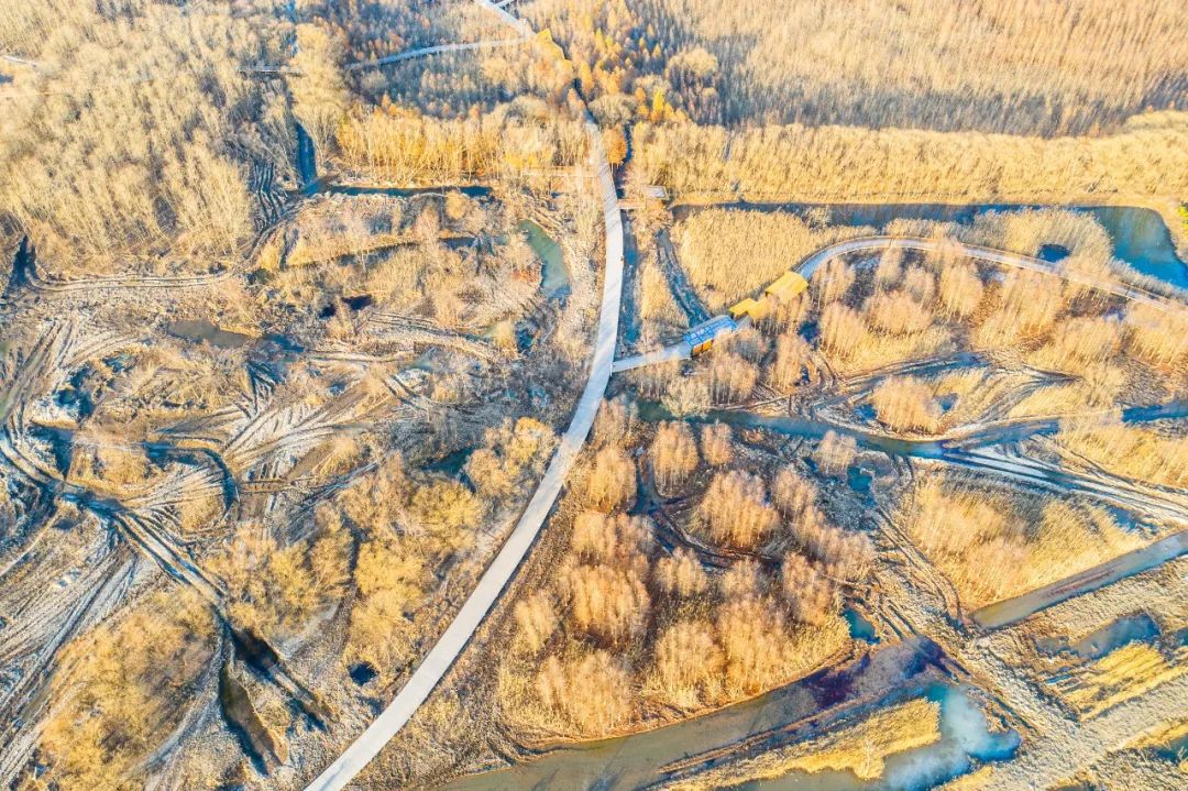 崇明岛西沙湿地公园视频,崇明西沙湿地公园芦苇荡