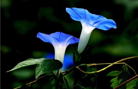 钃濈传鑹茬殑鑺辨湁鍑犵,10绉嶈秴缇庣殑娴呯传鑹茶姳