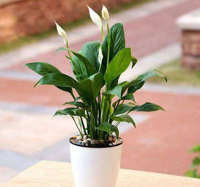 什么花放卫生间能去异味,卫生间养啥花除异味效果好