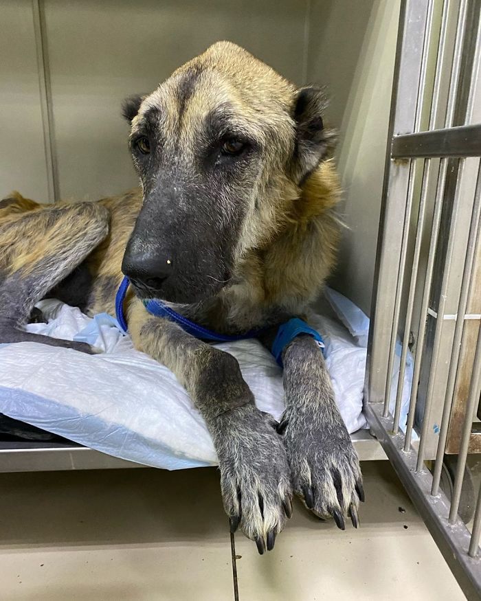 无良犬舍的秘密！过度繁殖导致狗狗子宫脱落！一度失去生活的希望