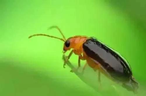 蔬菜害虫最佳防治方法,如何自制杀虫剂防治蔬菜害虫