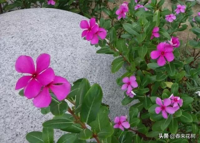 这几种植物越养越值钱,这几种花你养过吗