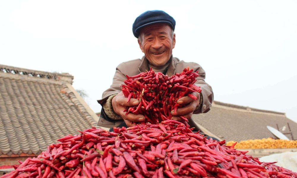 辣椒病毒病喷枯草芽孢杆菌好吗,轻松解决辣椒病毒病视频