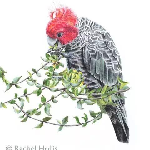 画鸟彩铅教程,画鸟彩铅