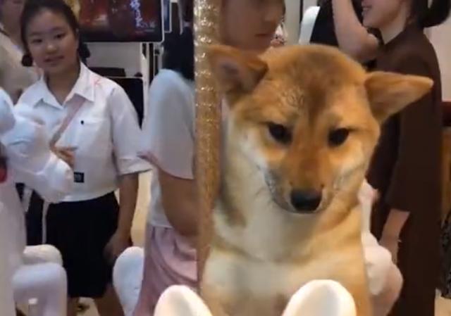 湖南衡阳：狗子端端正正坐旋转木马，一本正经模样惹众人哭笑不得