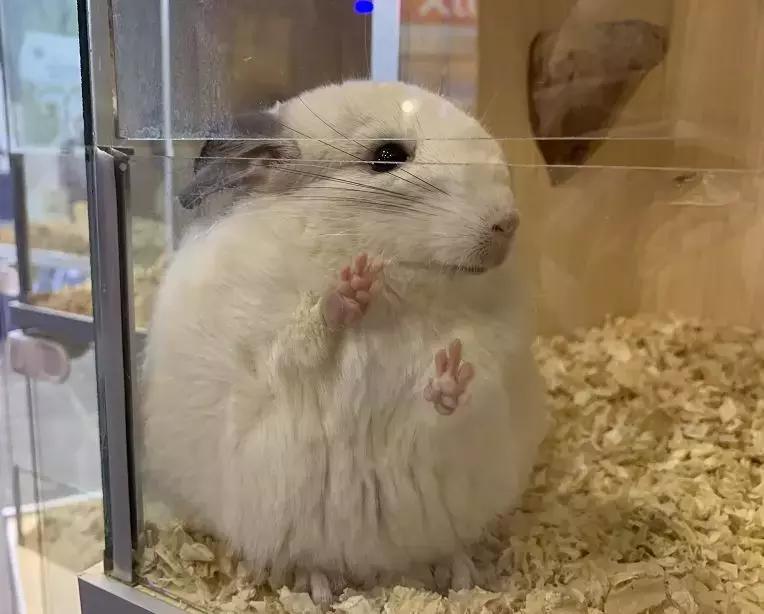 萌宠齐聚南京宠物博览会,day1