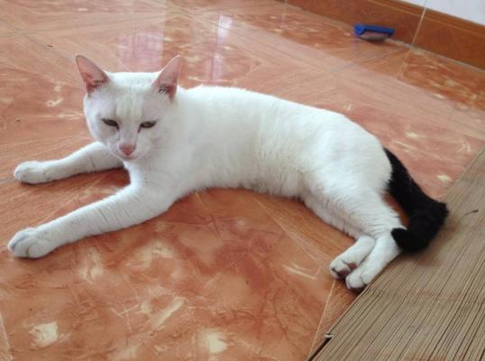 古代各种猫咪的名字只能有两个字,古代的猫的名字到底有多霸气