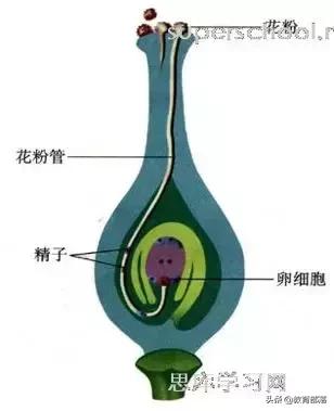 初中生物会考复习计划,初中生物会考复习资料全套