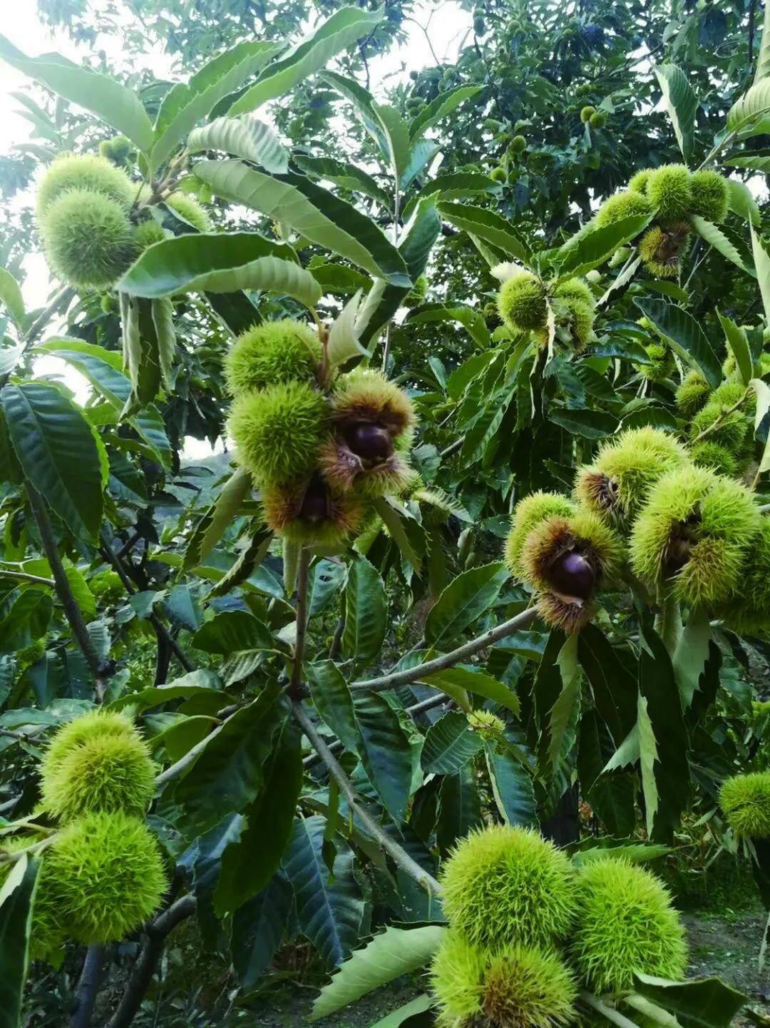 乡村精品游线路推荐,极品旅游景点推荐