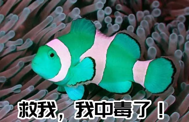 新入池的鱼如何防应激反应,新鱼入缸好好的第二天就死了