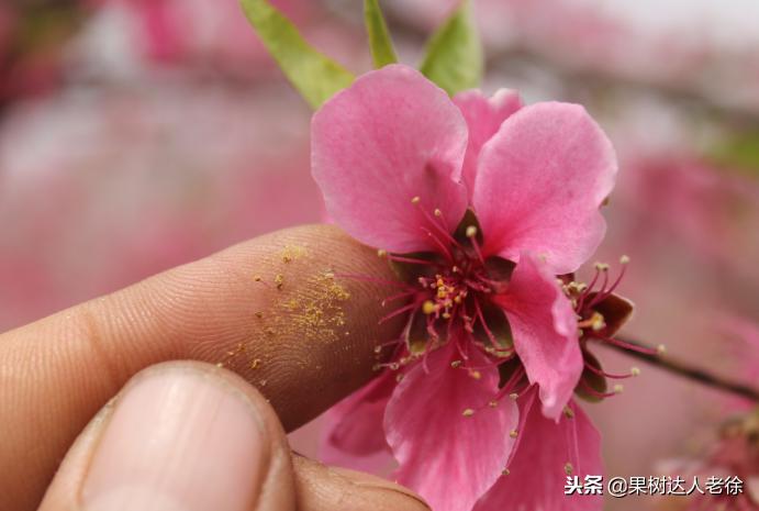 桃树开春管理视频,大棚桃花期用什么药