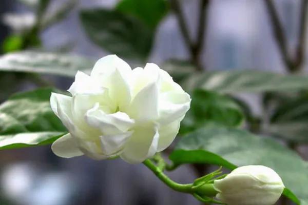 栀子花水培长根后可以一直水养吗,水培栀子花养殖方法