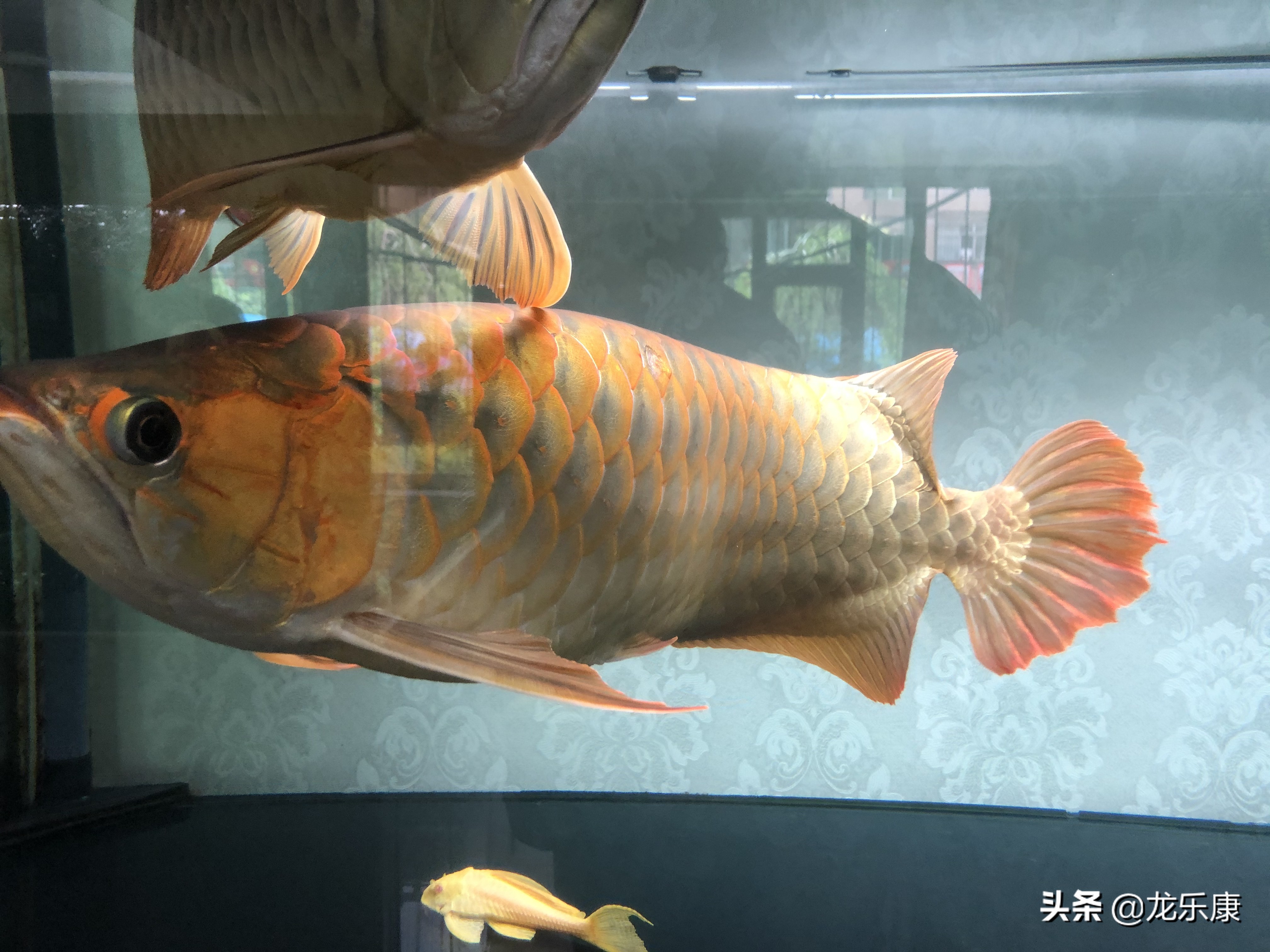 龙鱼沉尾怎么回事,龙鱼一开灯就喜欢咬尾