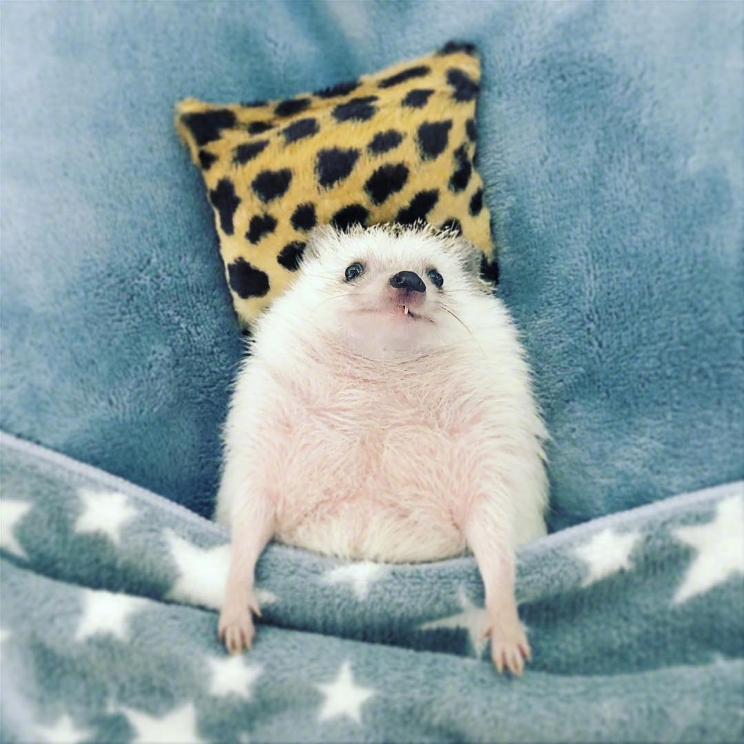 呆萌刺猬图片头像,刺猬可爱图片头像