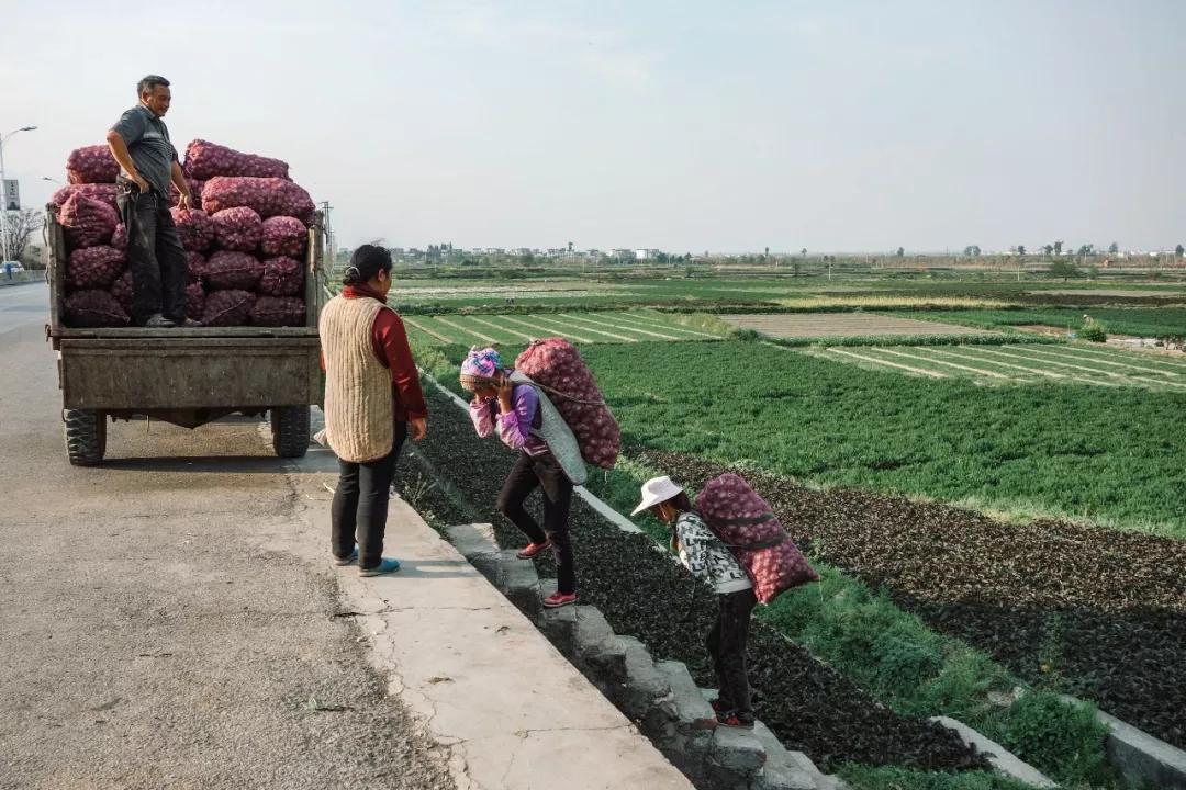 南北相济，中国580多个“菜篮子”是如何炼成的？