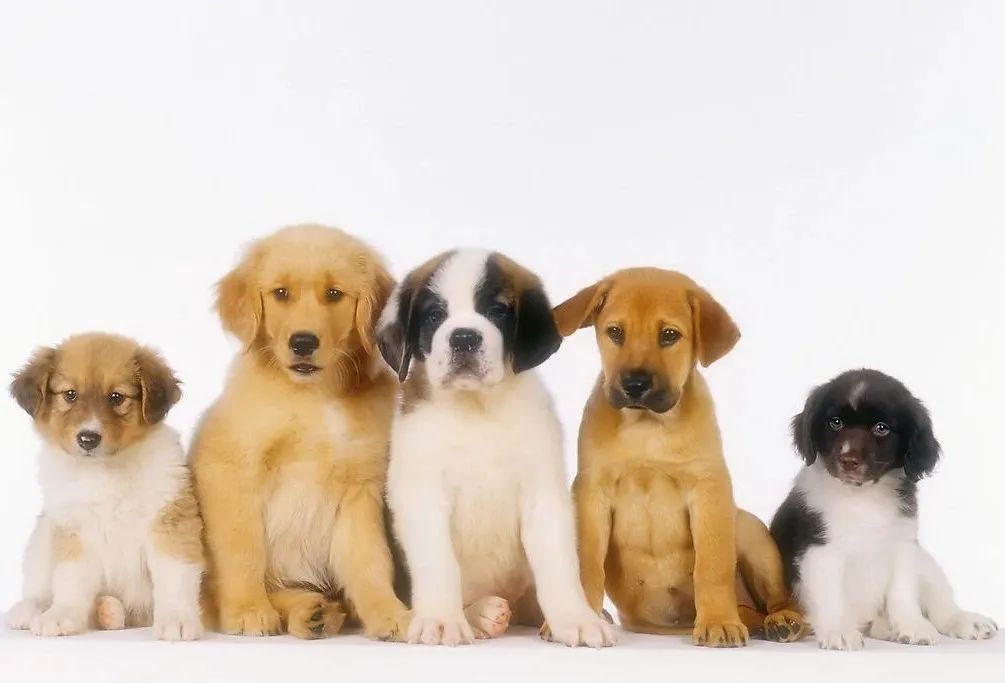 养狗新手入门必知推荐,想养只狗不知道该怎么养