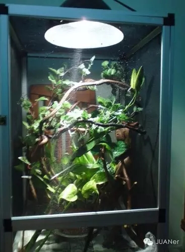 高冠变色龙饲养箱玻璃,高冠变色龙使用注意事项