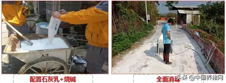 有非瘟如何拔牙,非瘟发生后如何拔牙