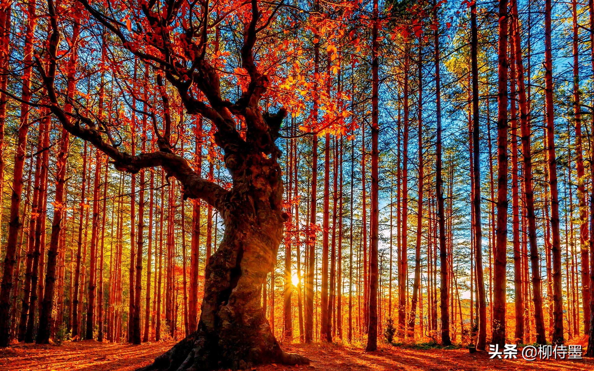 摄影新手如何拍摄照片教程,新手学习摄影入门第一步