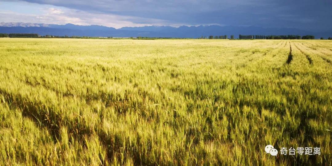 新疆落实六稳六保工作任务,落实六稳六保的视频