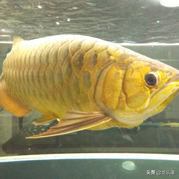 观赏鱼要吃的,观赏鱼需要补充维生素么