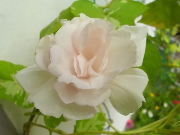 牵牛花到处都可以肆无忌惮的生长,不常见的品种,美出天际!