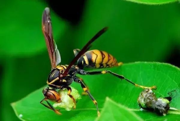 被蜂蛰过应该怎么处理,被蜂蛰到怎么样处理