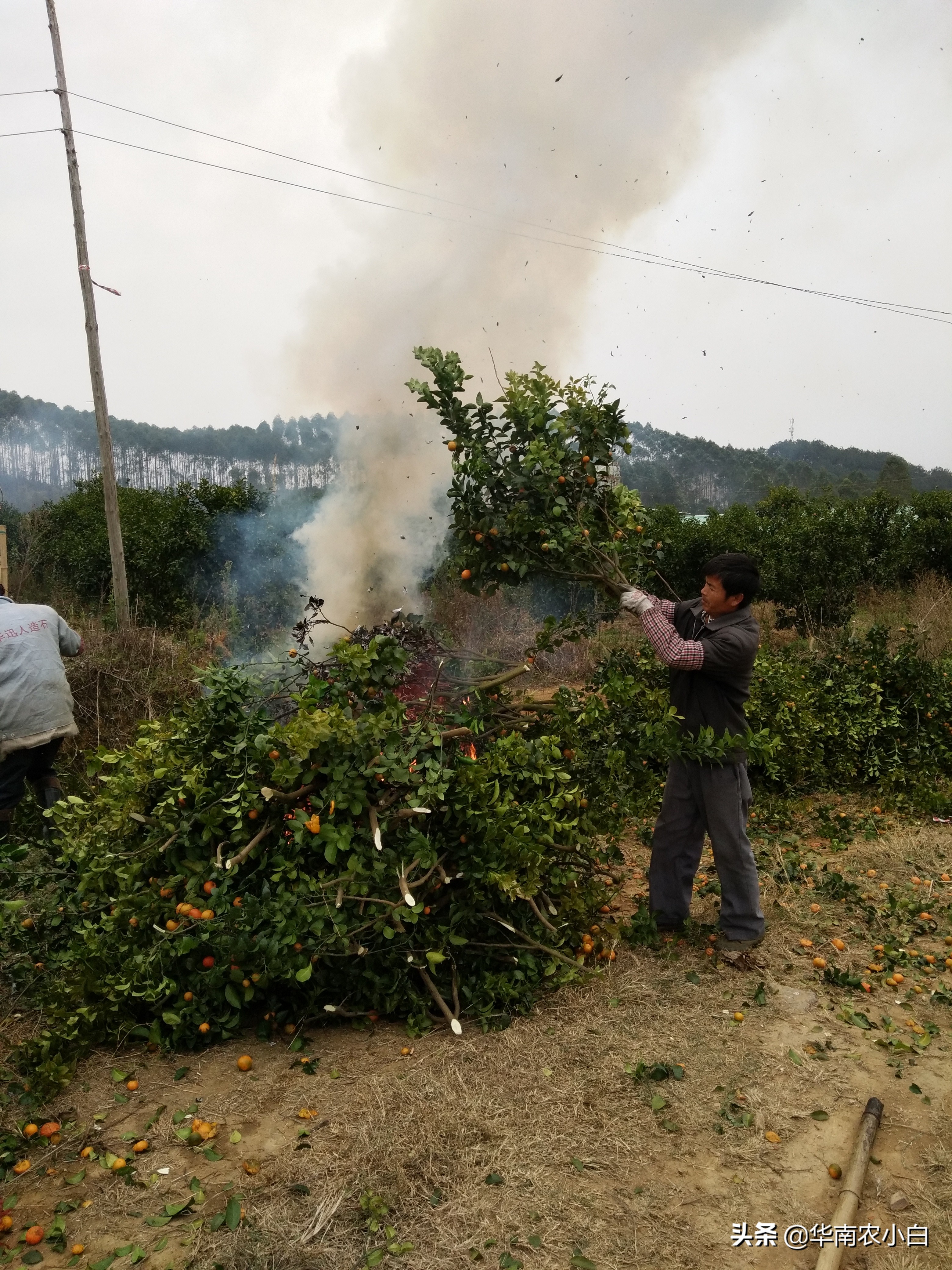 农村修剪的树枝再利用,果树变废为宝的方法