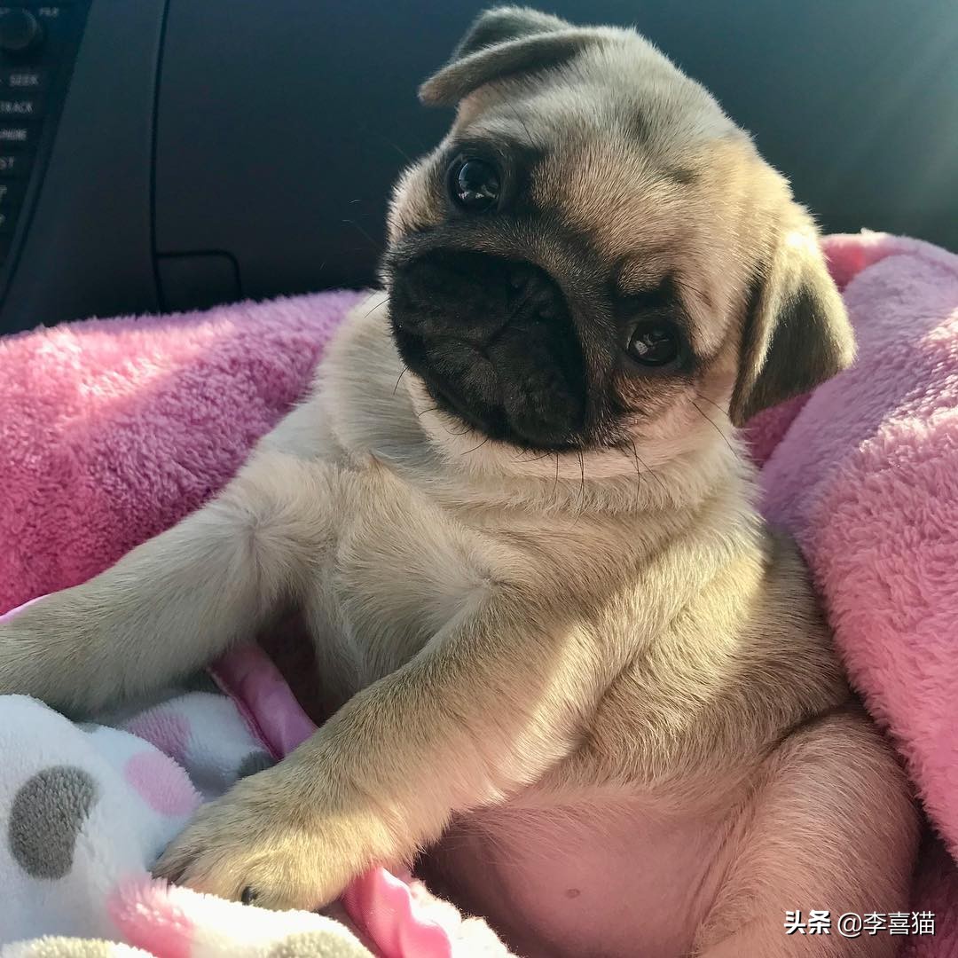 辟谣：并不是所有小型犬都不追求运动量，小短腿柯基就很需要运动