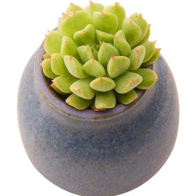 多肉薄荷怎么养,盆栽薄荷怎么养原来花友只用一招