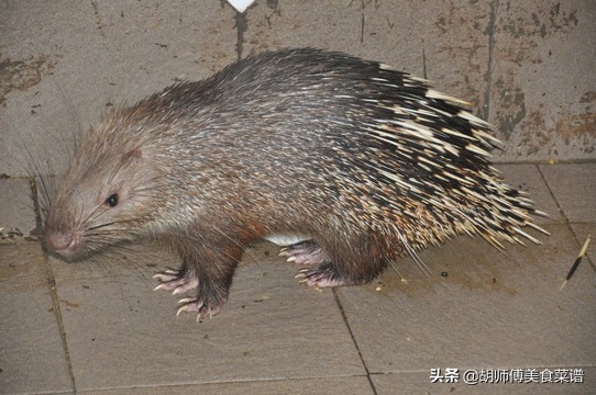 除了蝙蝠，这18种动物肉都是野生的，为了家人健康，一定要管住嘴
