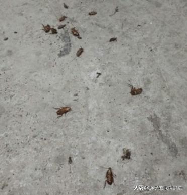 蟑螂吃蟑螂有什么小妙招,蟑螂最怕这3招