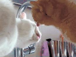 良咔减肥怎么减的,良咔瘦身都是多少钱一个疗程